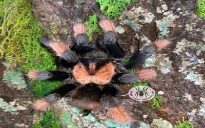 brachypelma emilia Mature male tarantula
